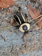 Necrophila americana