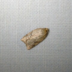 Acleris