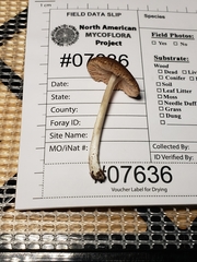 Pluteus nanus