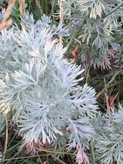 Artemisia frigida