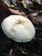 Agaricus xanthodermus