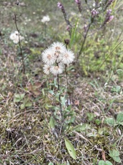 Erigeron acris