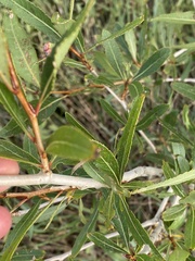 Populus angustifolia