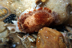 Aphelodoris lawsae
