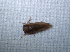 Iassus lanio