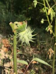 Datura discolor