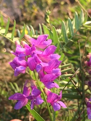 Vicia nervata