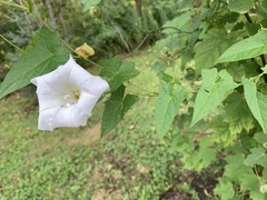 Calystegia silvatica