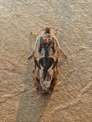 Olethreutes permundana