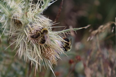 Bombus bifarius