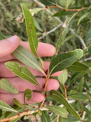 Populus angustifolia