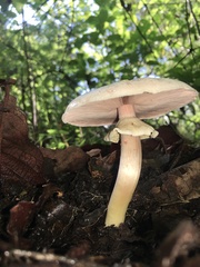 Agaricus xanthodermus