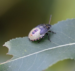 Piezodorus lituratus
