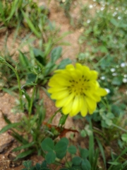 Pyrrhopappus carolinianus