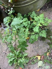 Tanacetum parthenium