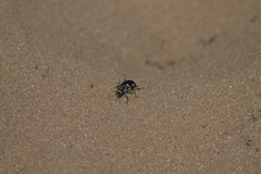 Cicindela scutellaris lecontei
