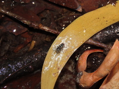 Limnophora obsignata