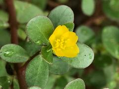 Portulaca