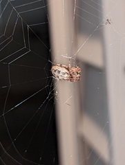 Larinioides cornutus