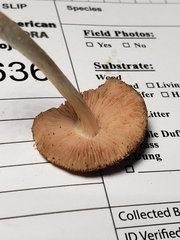 Pluteus nanus