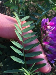 Vicia nervata