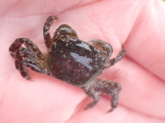 Hemigrapsus oregonensis