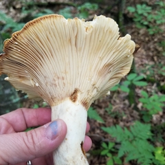 Lactifluus deceptivus