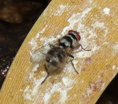 Limnophora obsignata