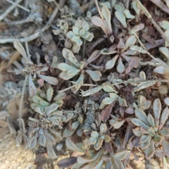Limonium galilaeum