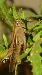 Eyprepocnemis plorans