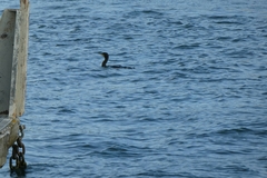 Phalacrocorax carbo