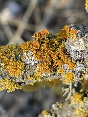 Teloschistes chrysophthalmus