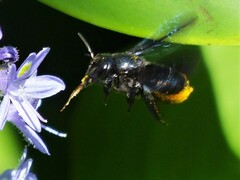 Megachile xylocopoides