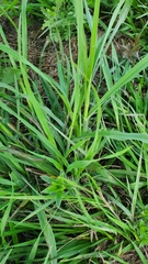 Paspalum plicatulum