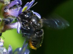 Megachile xylocopoides
