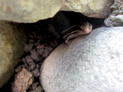 Plestiodon finitimus