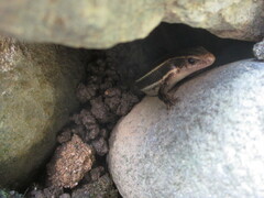 Plestiodon finitimus