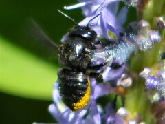 Megachile xylocopoides