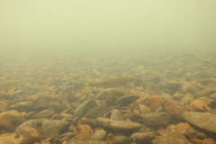 Ptychocheilus oregonensis