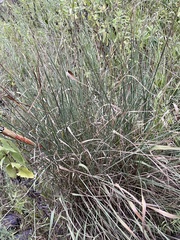 Juncus inflexus