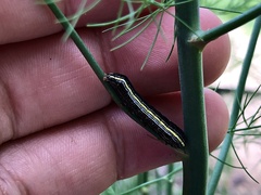 Spodoptera ornithogalli