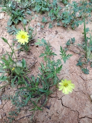 Pyrrhopappus carolinianus