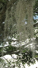 Tillandsia usneoides