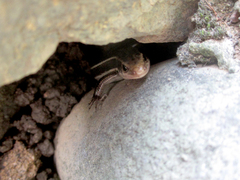 Plestiodon finitimus