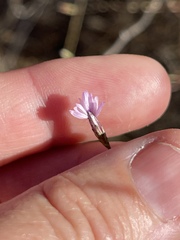 Lessingia micradenia