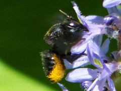 Megachile xylocopoides