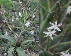 Trachyandra muricata