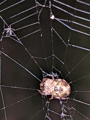 Larinioides cornutus