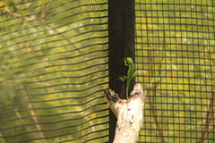 Ctenosaura pectinata