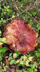 Suillus asiaticus